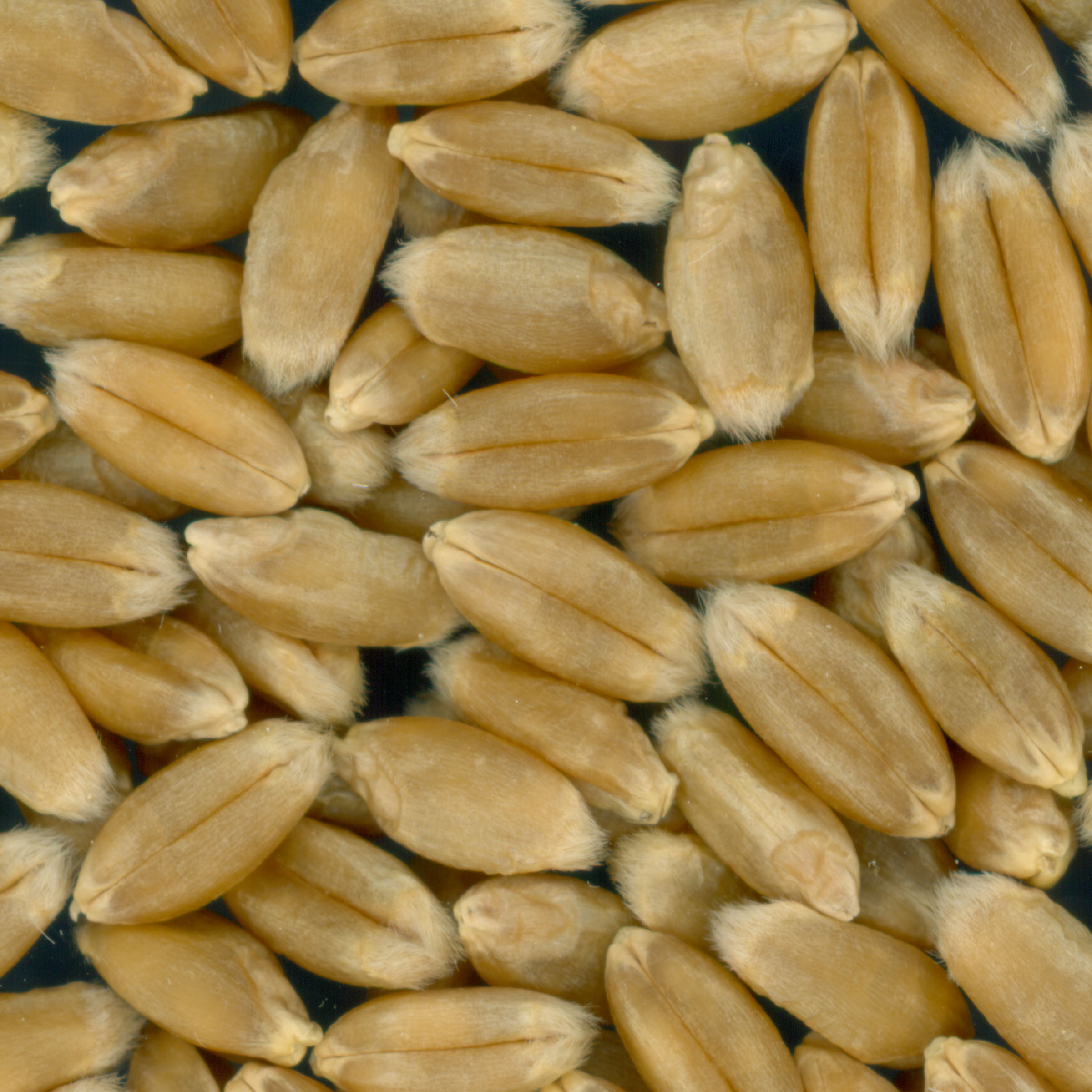 KERNELS